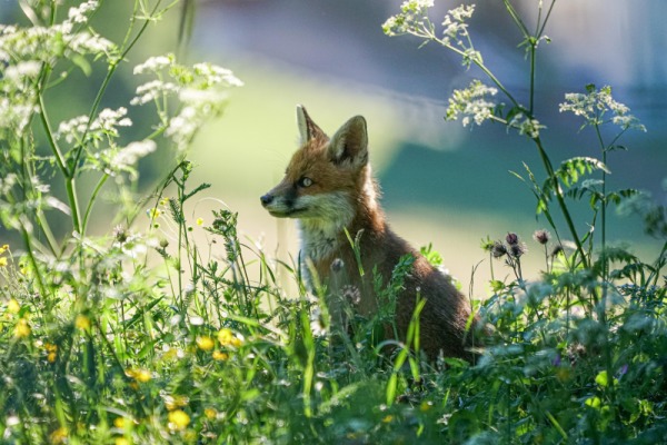 Die magischen Tiere im Schullandheim