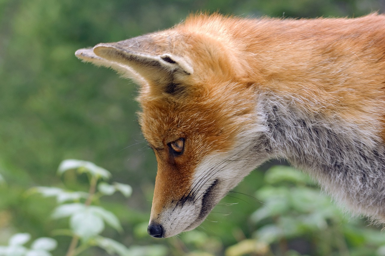 Die magischen Tiere im Schullandheim Grüngräbchen